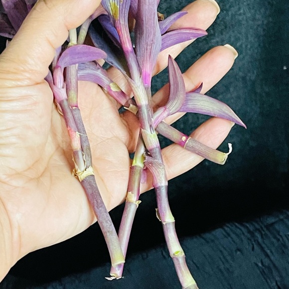 Purple Wandering Jew Plant 5 Cuttings - Picture 2 of 4